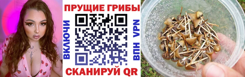 Галлюциногенные грибы Cubensis  наркота  МЕГА ссылка  Хвалынск 